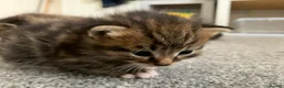 Mixed Breed cats for sale: Garfield  - Advert 4