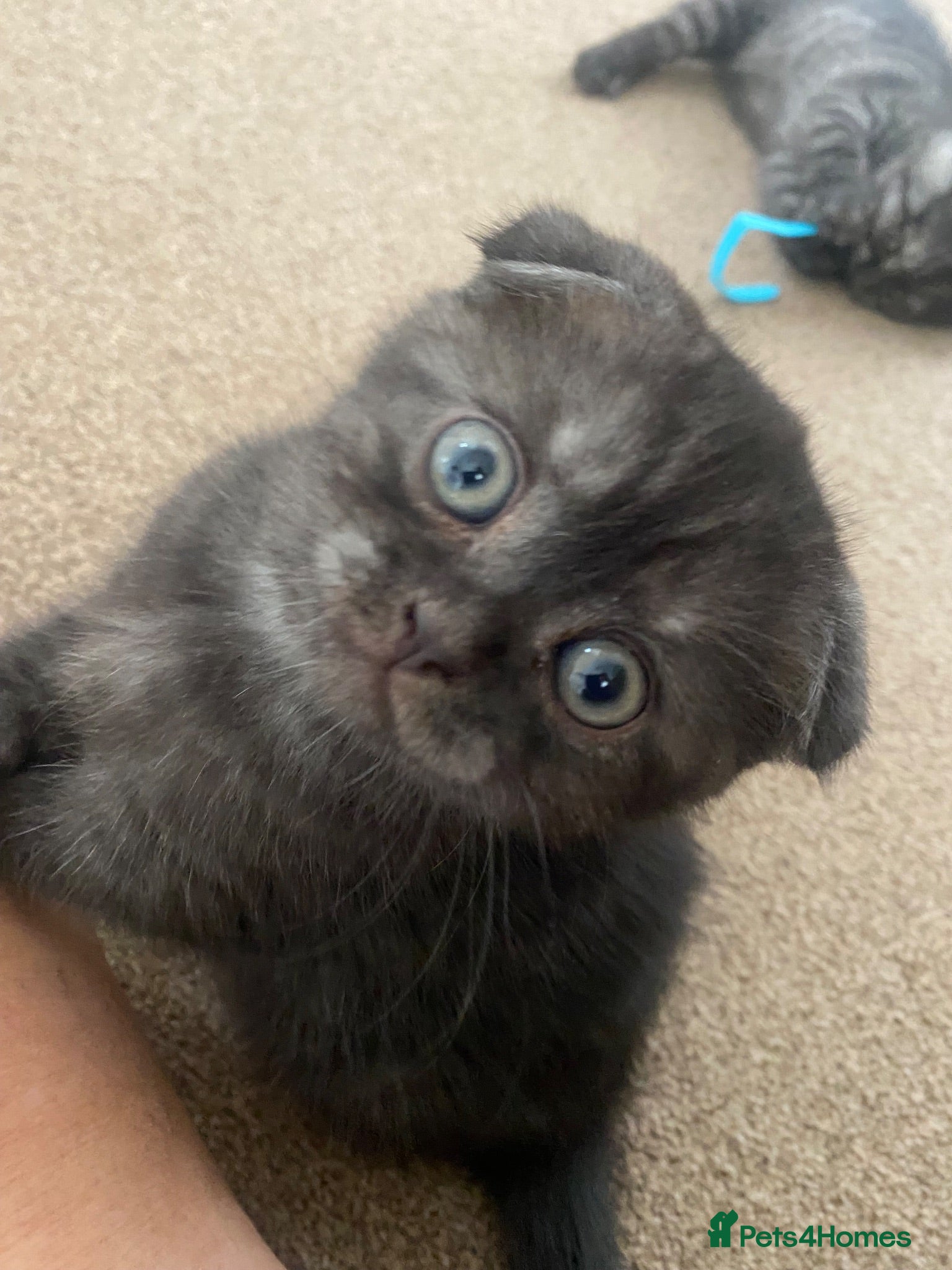 British Shorthair cats Just one female left  - Advert 14