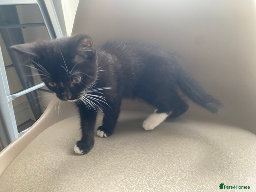 British Shorthair cats for sale: RESERVED - 2 boys needing forever homes  - Image 5