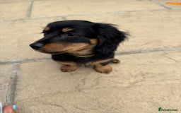 Miniature Dachshund dogs for sale: Miniature Dachshunds Vaccinated and Ready to leave in Harlow - Image 6