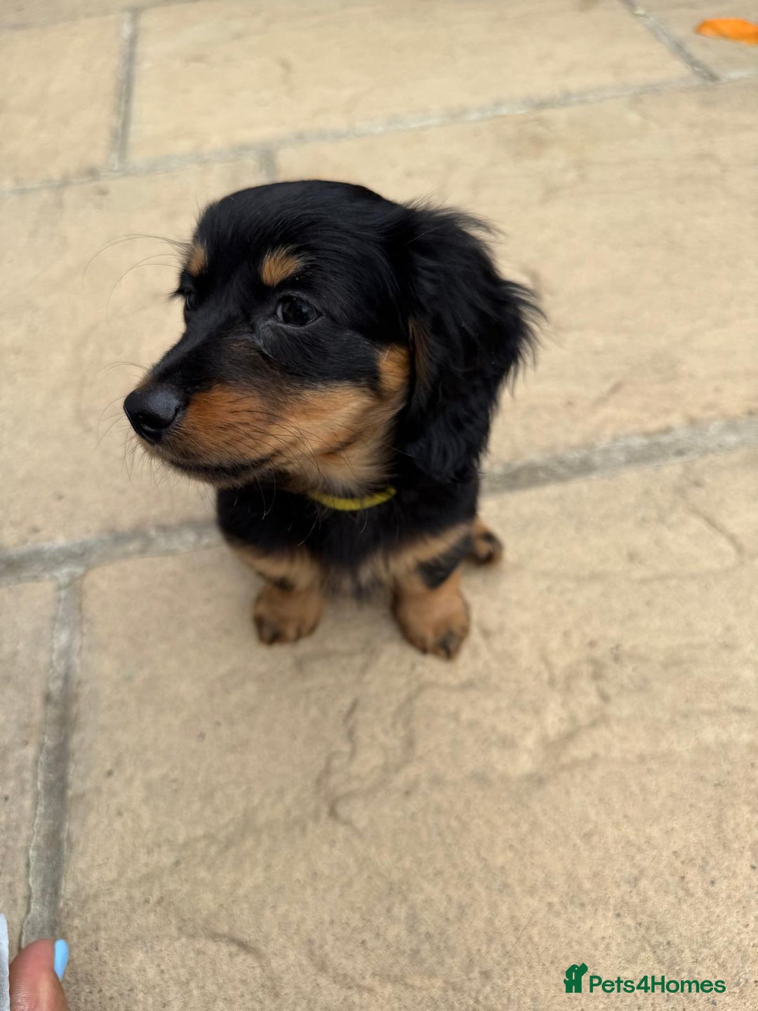 Miniature Dachshund dogs for sale: Miniature Dachshunds Vaccinated and Ready to leave in Harlow - Image 6