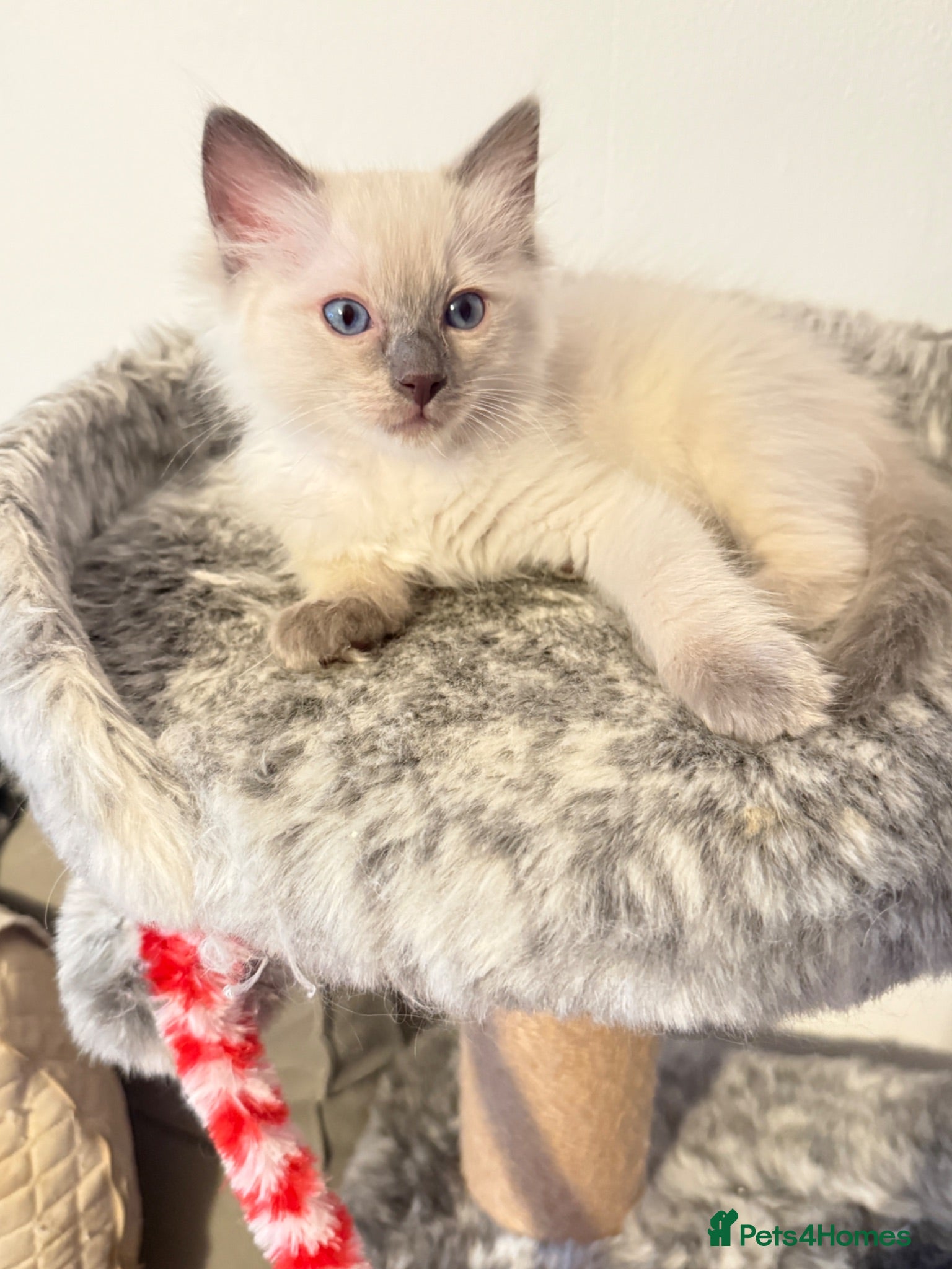Ragdoll cats *Ready To Leave Now 2 Pure Ragdoll Male Kittens*** - Advert 2
