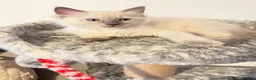 Ragdoll cats for sale: *Ready To Leave Now 2 Pure Ragdoll Male Kittens*** - Advert 6