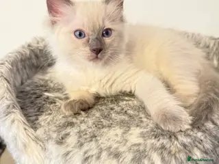 Ragdoll cats *Ready To Leave Now 2 Pure Ragdoll Male Kittens*** - Advert 2