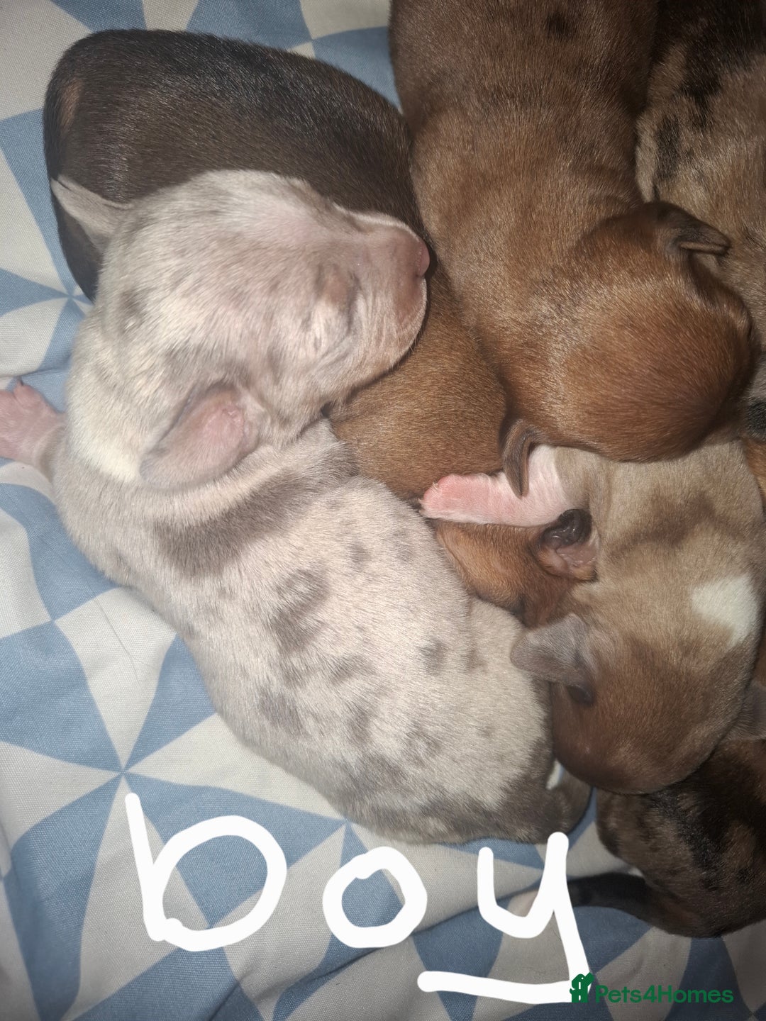 Chiweenie dogs for sale: Chweenies  - Image 5