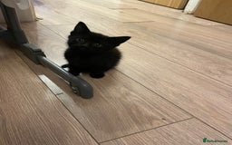 British Shorthair cats for sale: Male ginger and black kittens  - Image 5