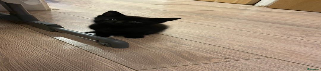 British Shorthair Kitten 2