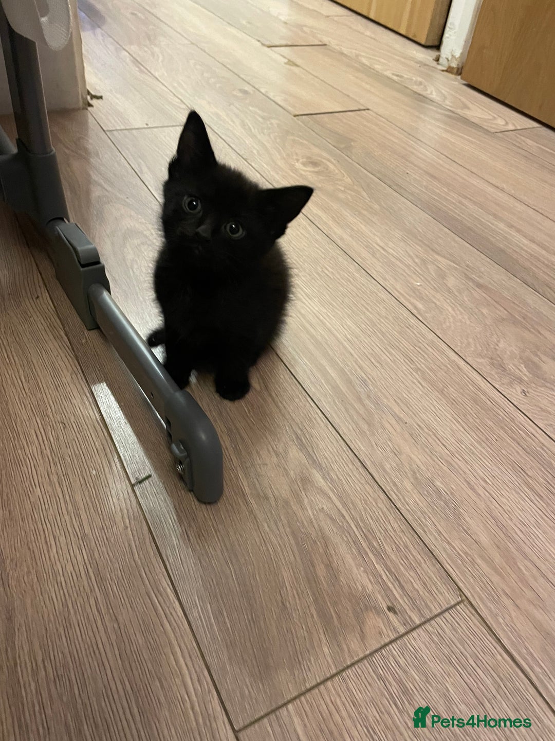 British Shorthair cats for sale: Male ginger and black kittens  - Image 5