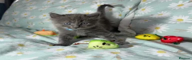 Ragdoll 2