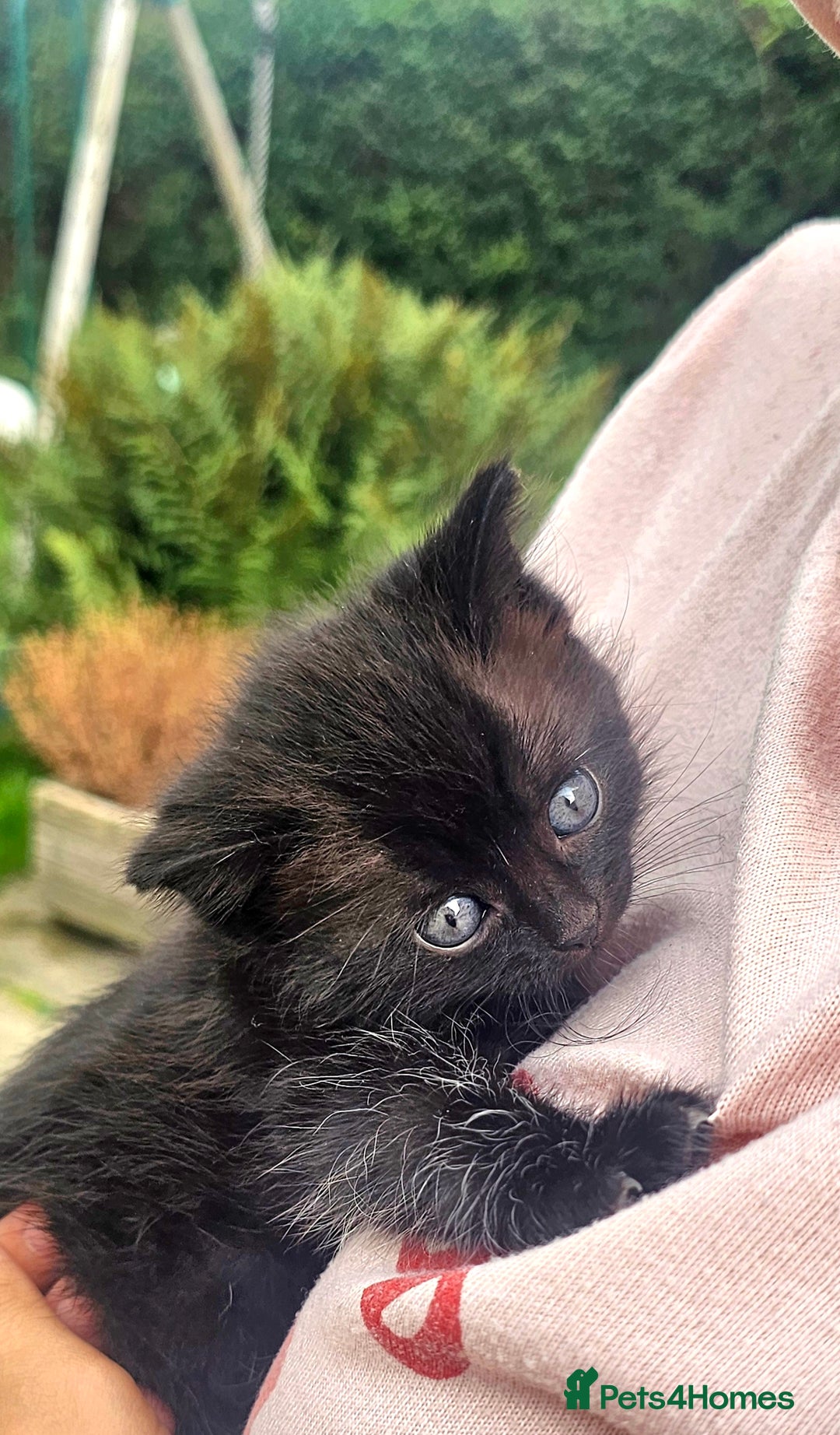 Mixed Breed cats for sale: 2 mixed breed girls(black ones left now). - Image 10