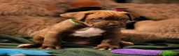 Mixed Breed dogs for sale: Mastiff X (North American & South African)  - Advert 8