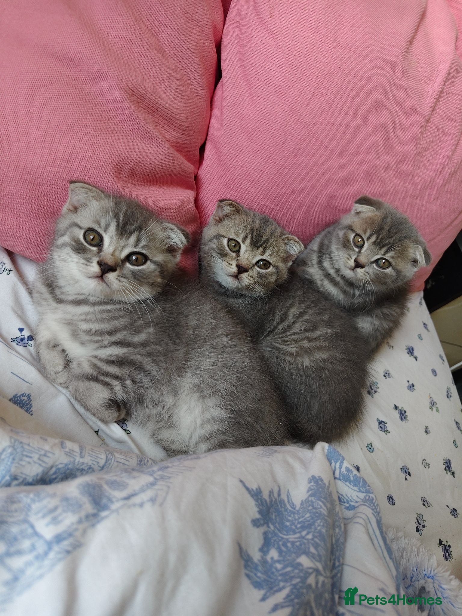 Scottish Fold cats 5 Pedigree Beautiful Loving Scottish Folds  - Advert 2