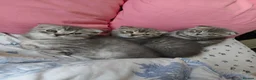 Scottish Fold cats for sale: 5 Pedigree Beautiful Loving Scottish Folds  - Advert 2