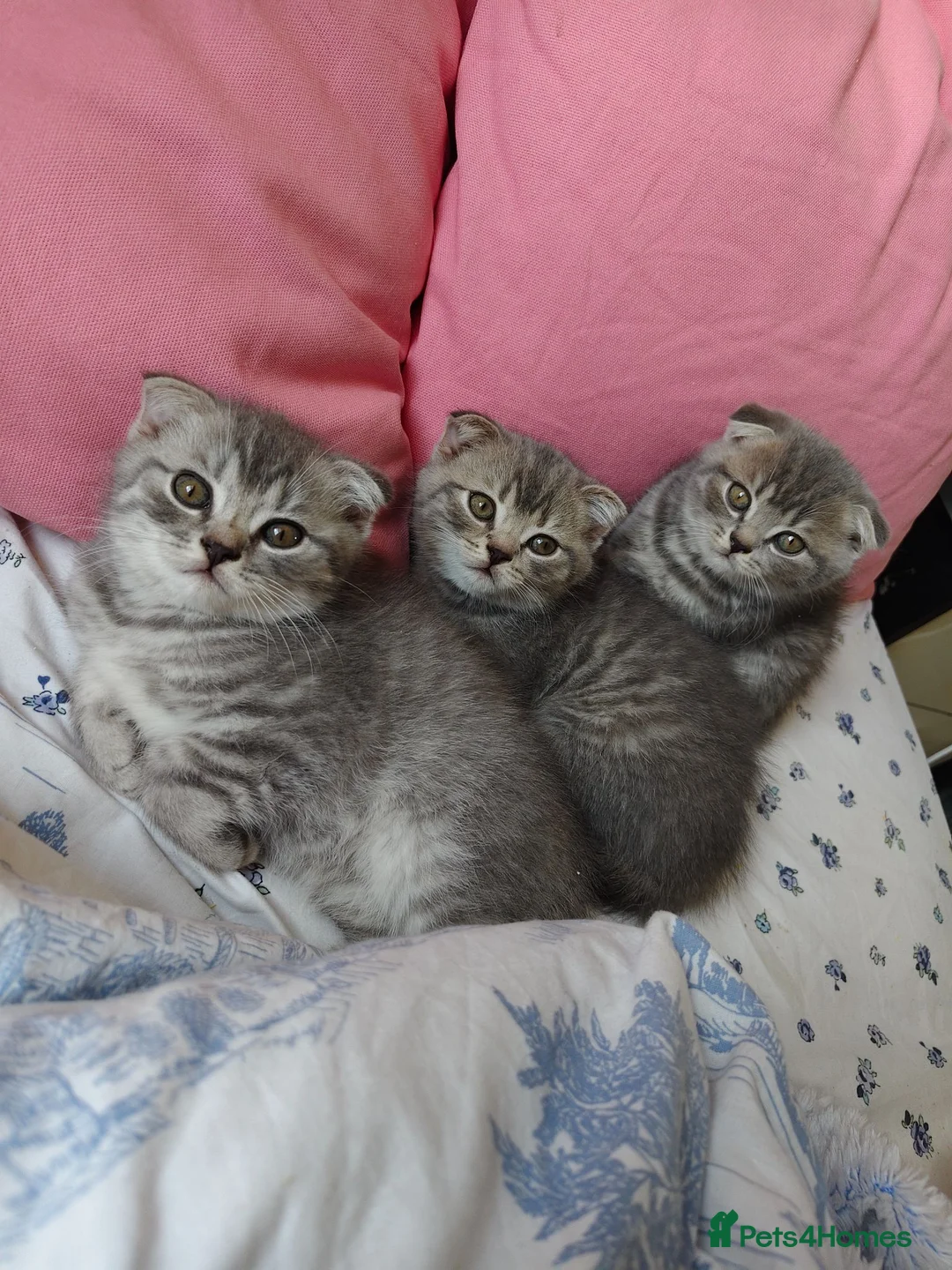 Scottish Fold cats for sale: 5 Pedigree Beautiful Loving Scottish Folds  - Advert 2