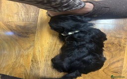 Cockapoo dogs for sale: Super cute spaniel x miniature poodle - Image 12