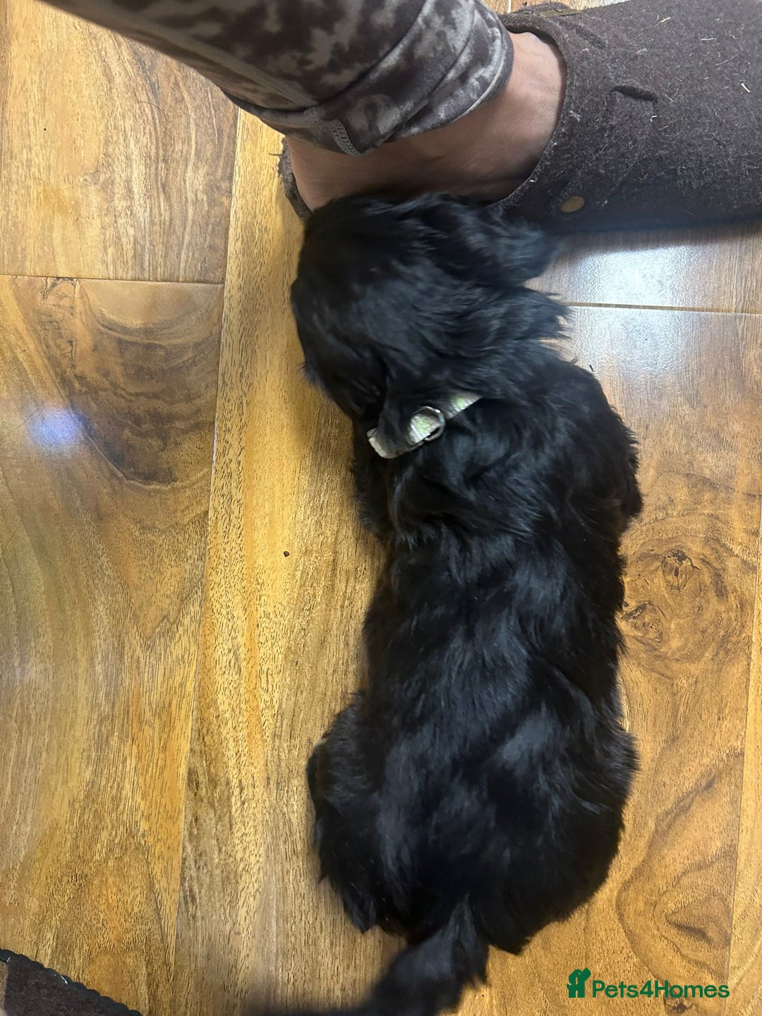 Cockapoo dogs for sale: Super cute spaniel x miniature poodle - Image 12