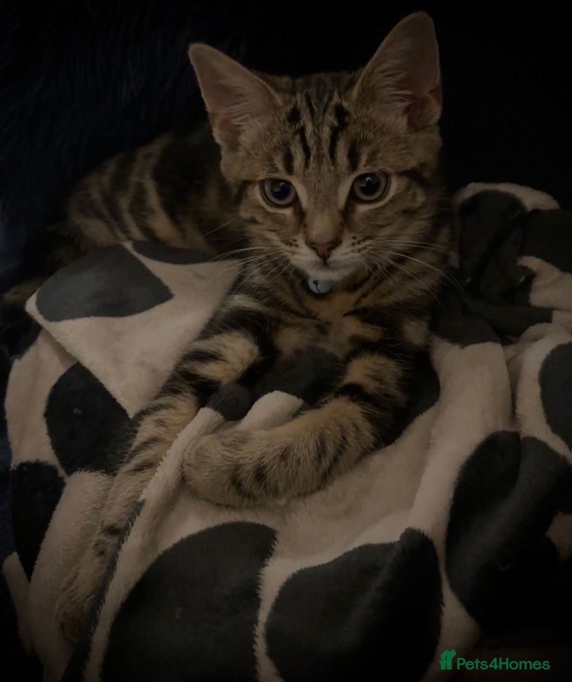 Mixed Breed cats 🐾 Stunning Bengal Mix Female 🐾 - Advert 1