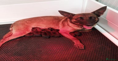 Belgian Shepherd Dog dogs - Advert 8