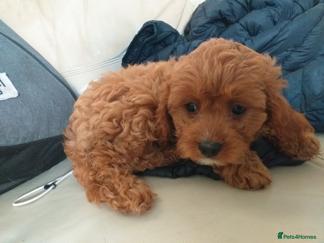 Cavapoo dogs for sale: X2 female f1 cavapoos left  - Image 1