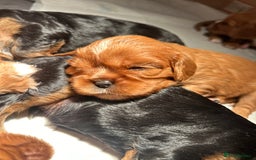 Cavalier King Charles Spaniel dogs for sale: 🫶🏻 Cavalier King Charles 🐶 - Image 9