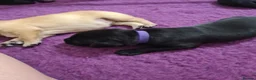 Labrador Retriever dogs for sale: Health tested KC Labrador Puppies in Newbury - Advert 9