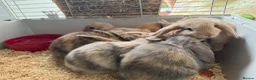 Mini Lop rabbits for sale: 13 baby bunnies -two litters ready mid-end of July - Advert 30