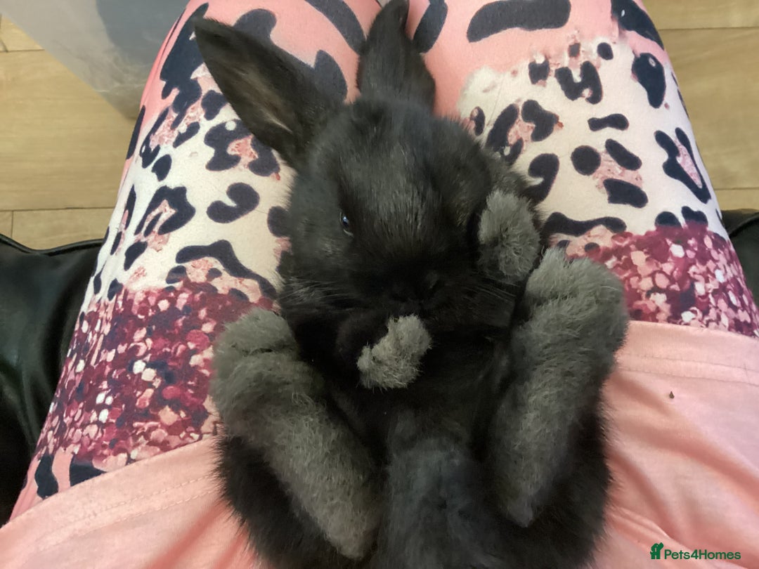 Flemish rabbits for sale: FLEMISH GIANT,CROSS - Advert 12