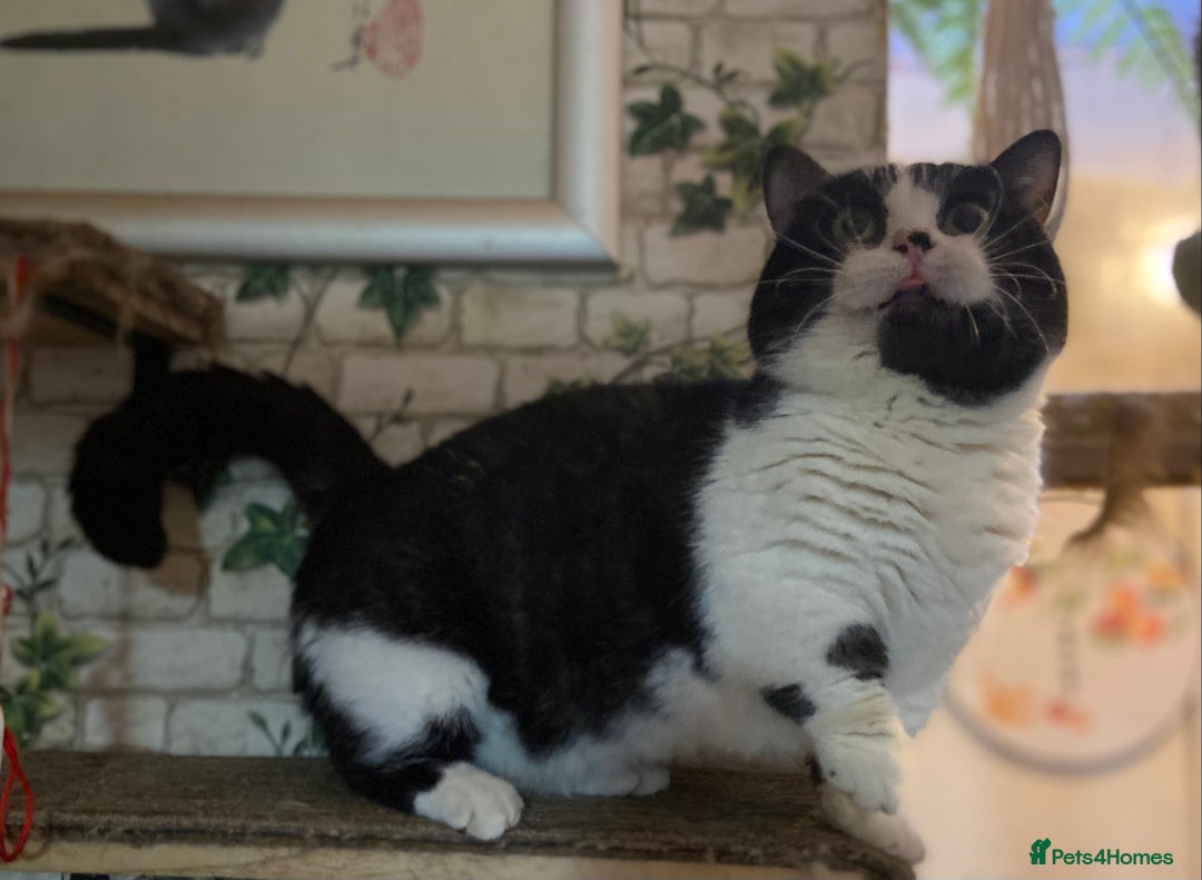 Munchkin cats for sale: Call center cat, TICA active registered munchkin - Advert 6