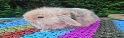 Angora rabbits for sale: 💜STUNNING TEDDYWIDDER X MINI LOP BABIES 💜 - Advert 6