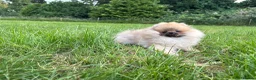 Pomeranian dogs for sale:  Teddy Bear Pomeranian Puppies - Advert 29