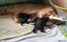 Sprocker dogs for sale: Lovely litter of 5 Sprocker puppies available - Image 1