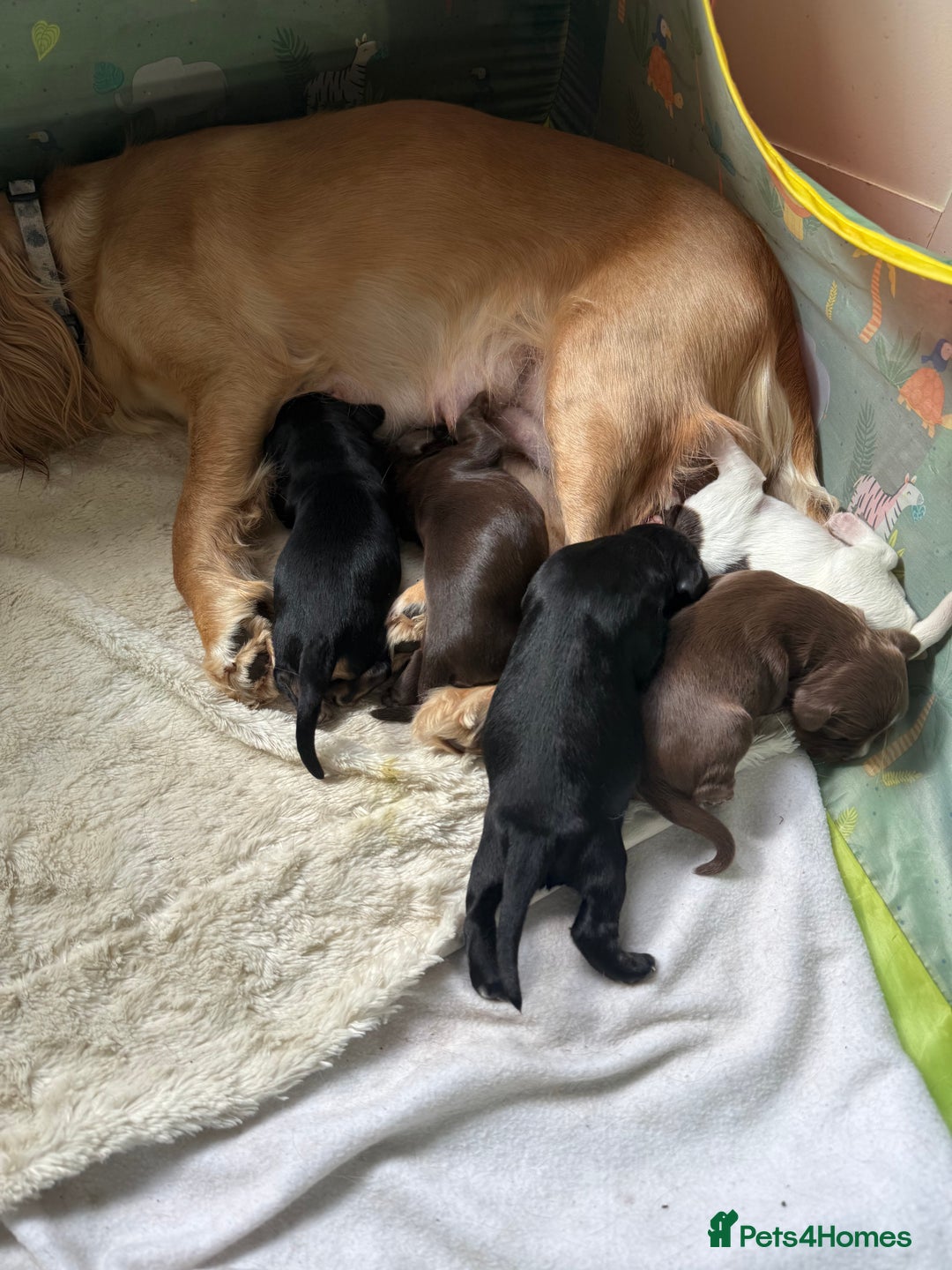Sprocker dogs for sale: Lovely litter of 5 Sprocker puppies available - Image 1