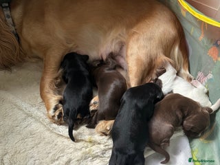 Sprocker dogs - Advert 3