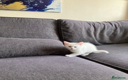 Scottish Fold cats for sale: Scottish fold & Khao Manee mix sisters - Image 14