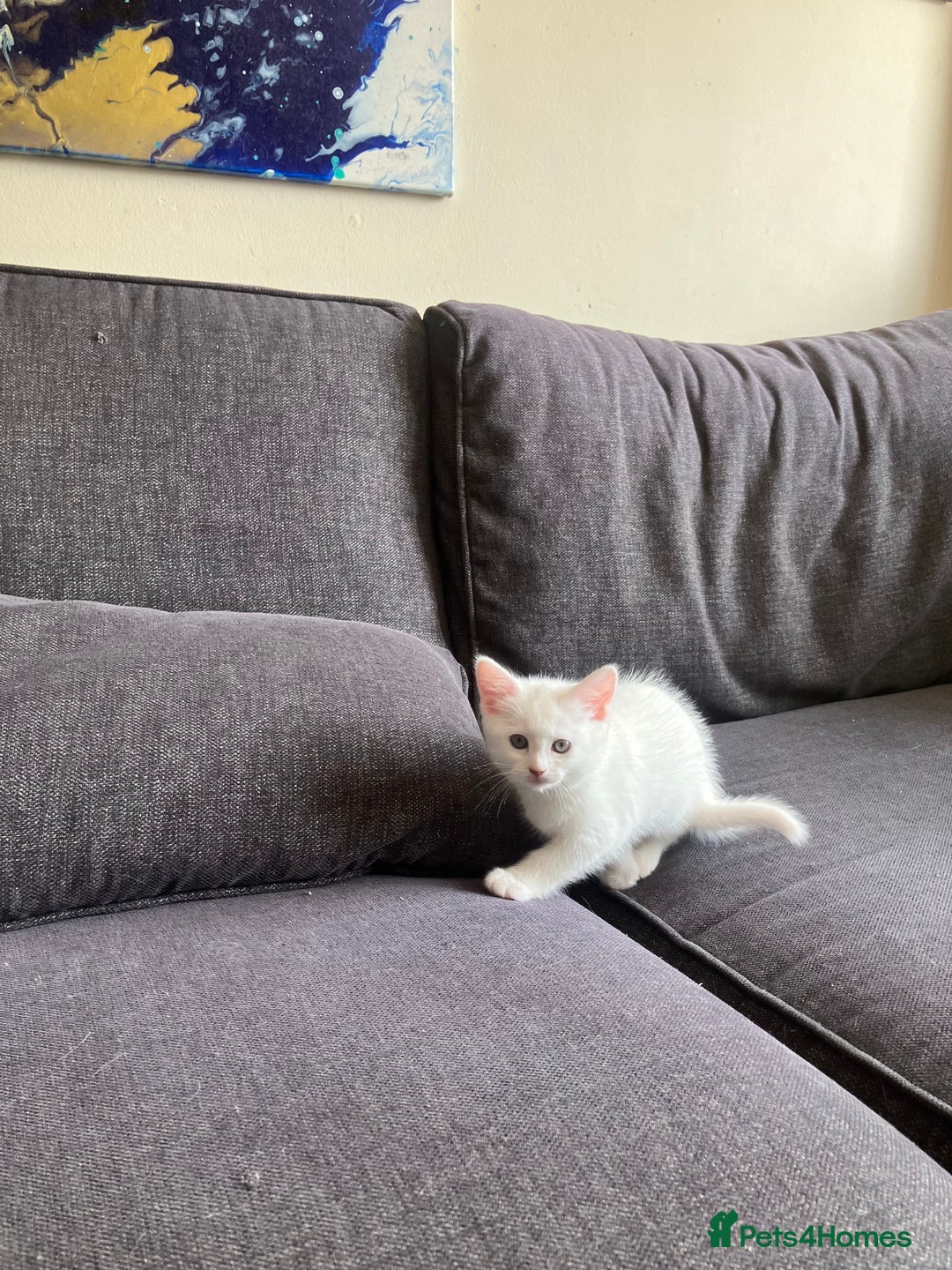 Scottish Fold cats for sale: Scottish fold & Khao Manee mix sisters - Image 14