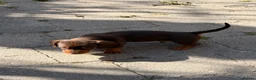 Dachshund dogs for sale: miniature dachshund boy chocolate and tan  - Advert 12