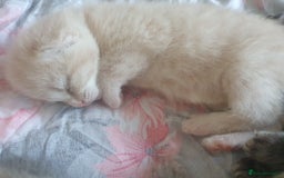Mixed Breed cats for sale: Miss sijanda  - Image 7