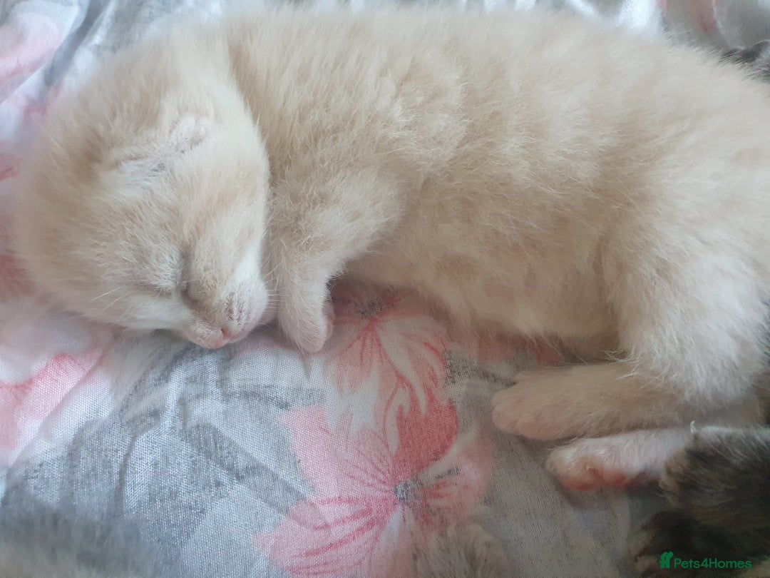 Mixed Breed cats for sale: Miss sijanda  - Image 7