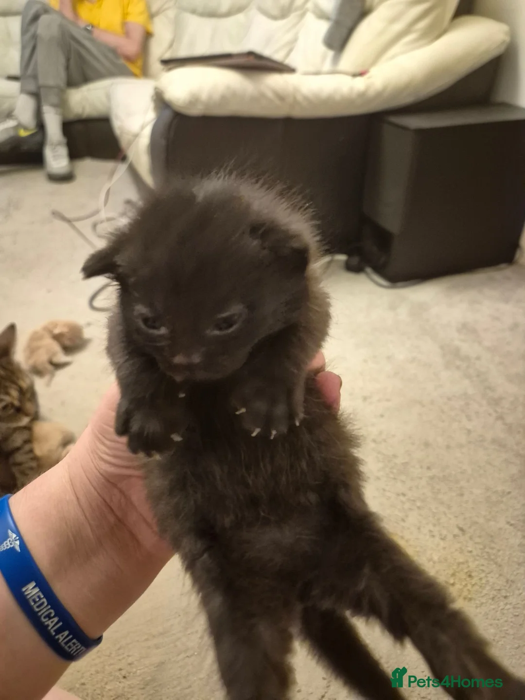 Persian cats for sale: 5 beautiful persian x tabby kittens  - Advert 6