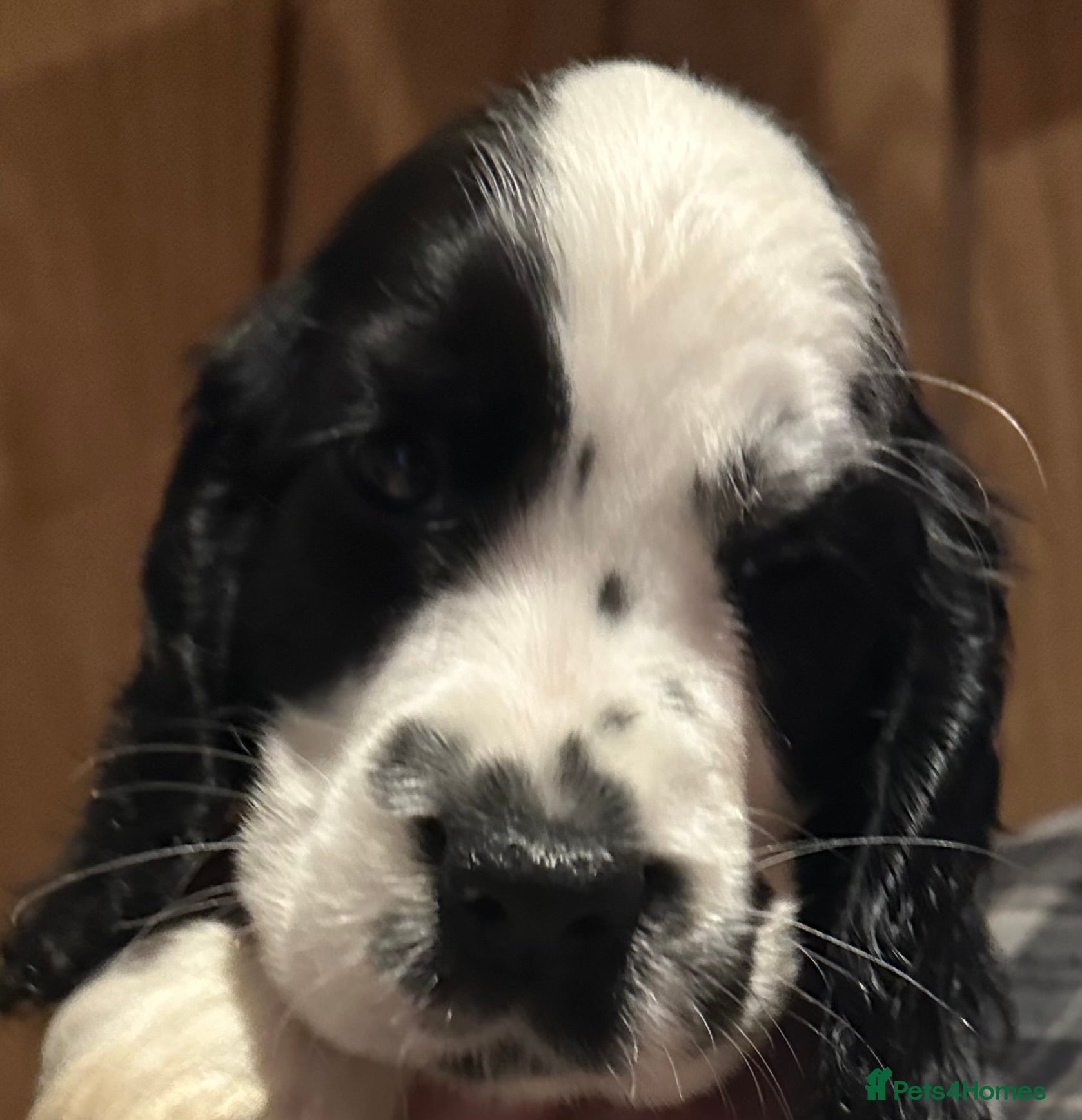 Cocker Spaniel dogs Show type cocker spaniels - Advert 11