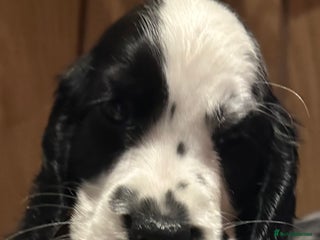 Cocker Spaniel dogs Show type cocker spaniels - Advert 11