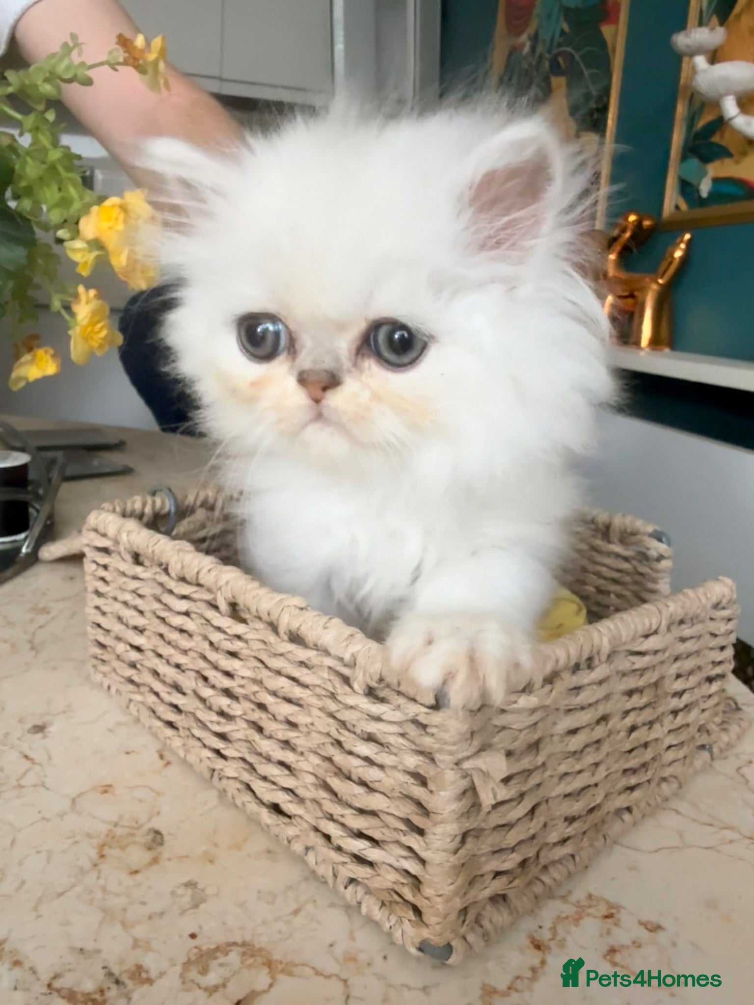 Persian cats Confident Pure bred silver chinchilla Persian - Advert 3