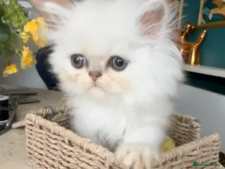 Persian cats Confident Pure bred silver chinchilla Persian - Advert 3