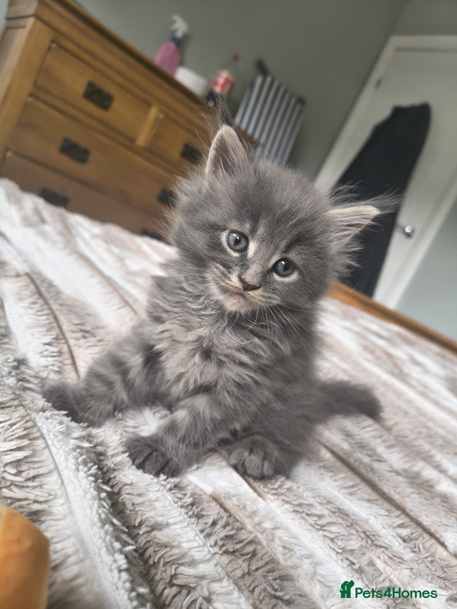 Maine Coon cats Tica registered Maine coon kittens - Advert 2