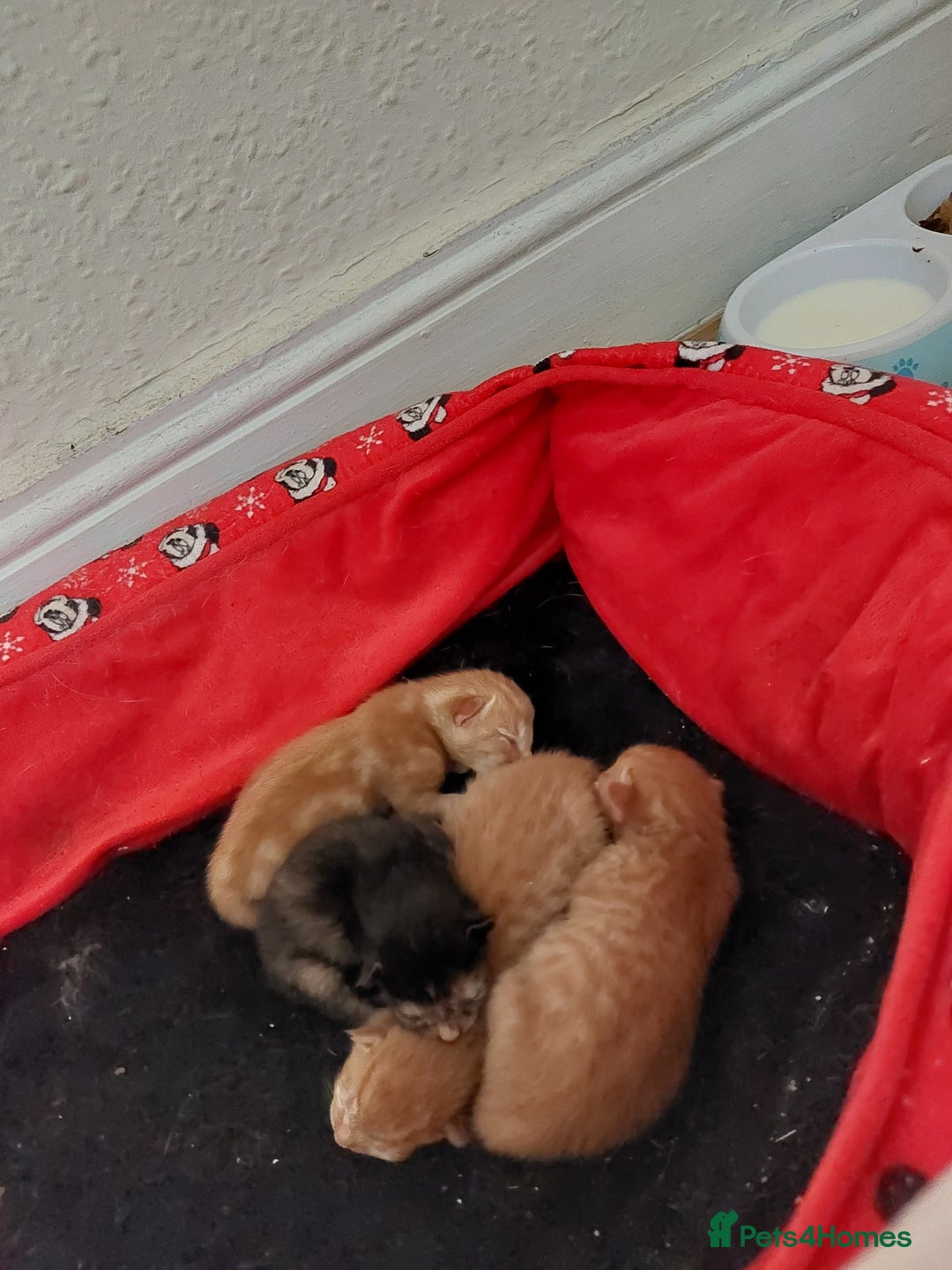 British Shorthair cats for sale: 4 kittens  for sale - Image 1