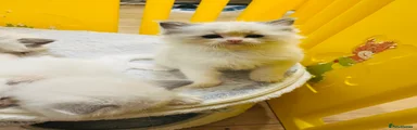 Ragdoll 4