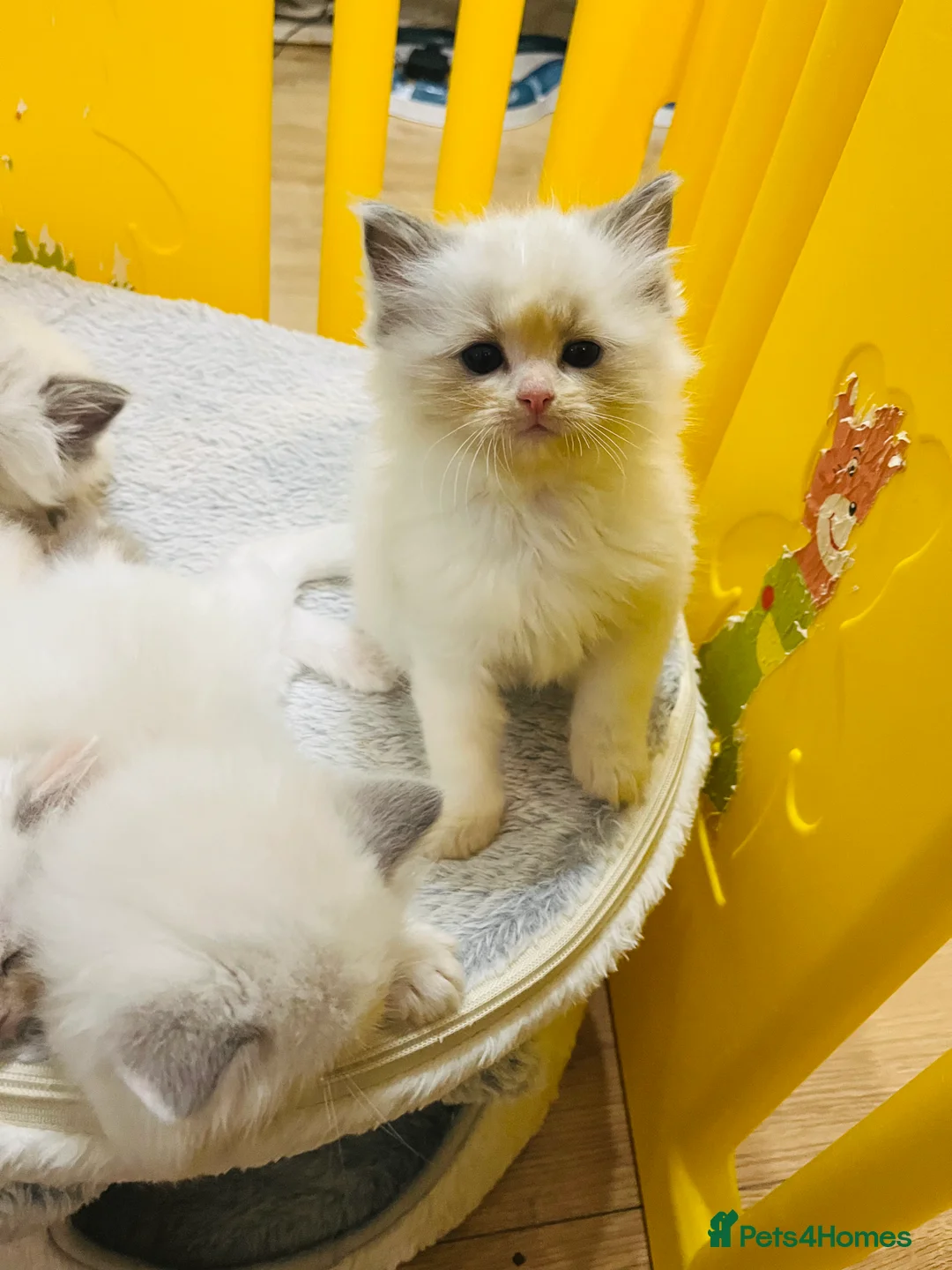 Ragdoll cats for sale: 4 GCCF registered Ragdoll kittens  - Advert 2