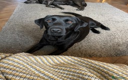 Labrador Retriever dogs for sale: 7 year old Black Labrador bitch (working lines) - Image 3
