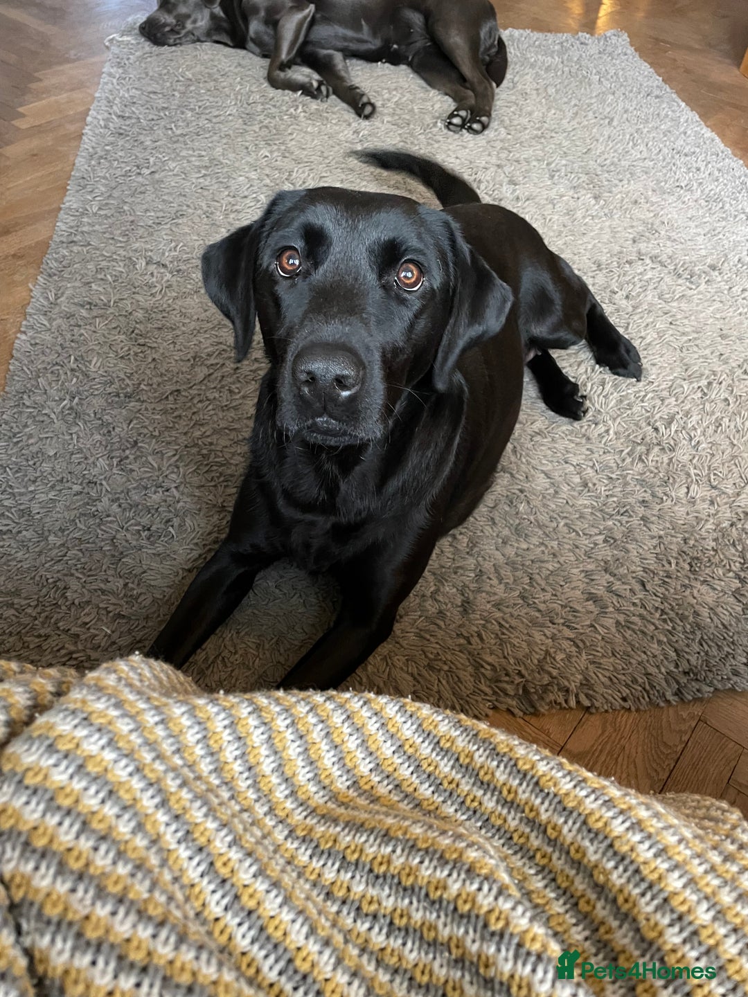 Labrador Retriever dogs for sale: 7 year old Black Labrador bitch (working lines) - Image 3