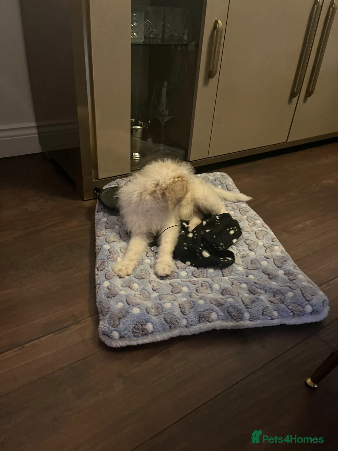 Mixed Breed dogs for sale: Cavapoochon  in Greenford - Advert 25